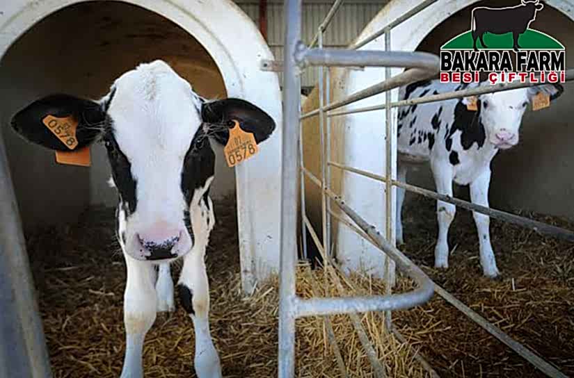 BURSA KURBANLIK ÇİFTLİKLERİ