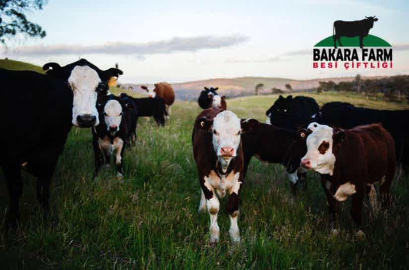 SIĞIR BESİSİ YAPILIRKEN NELERE DİKKAT EDİLMELİDİR?