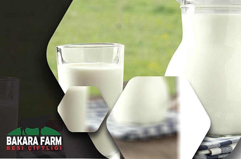 SÜT VERİMİ NASIL SAĞLANIR?
