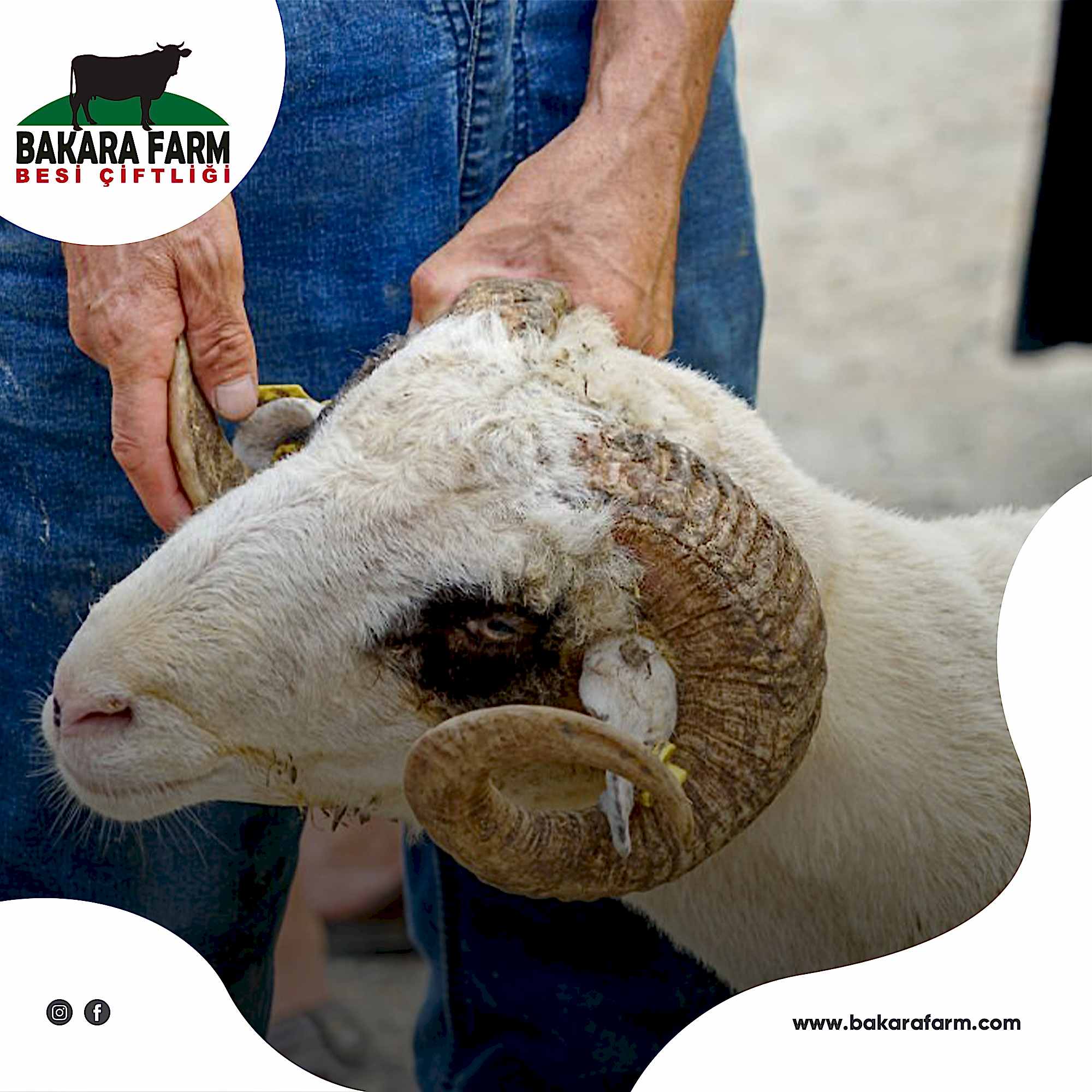 İSLAMİ USÜLLERE GÖRE KURBAN