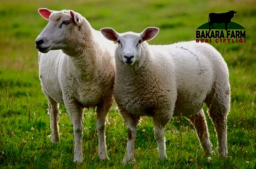 KÜÇÜKBAŞ HAYVAN YETİŞTİRİCİLİĞİ