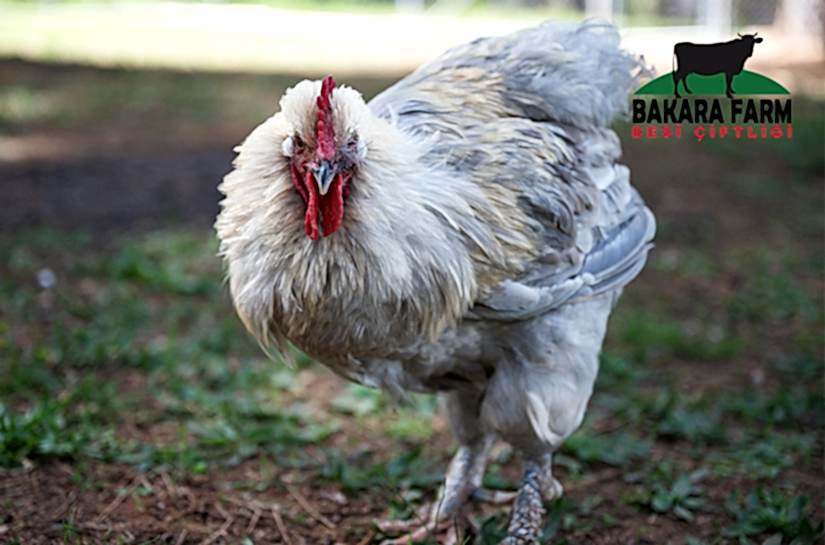 TAVUK BAKIMI VE BESLENMESİ