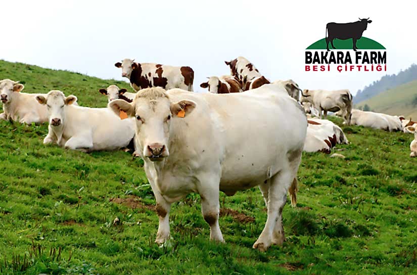 BURSA BÜYÜKBAŞ YETİŞTİRİCİLİĞİ TEŞVİKLERİ VE KREDİLERİ