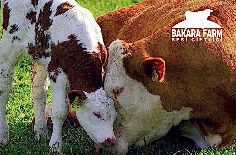 BUZAĞI BAKIM VE BESLENMESİ NASIL YAPILIR?