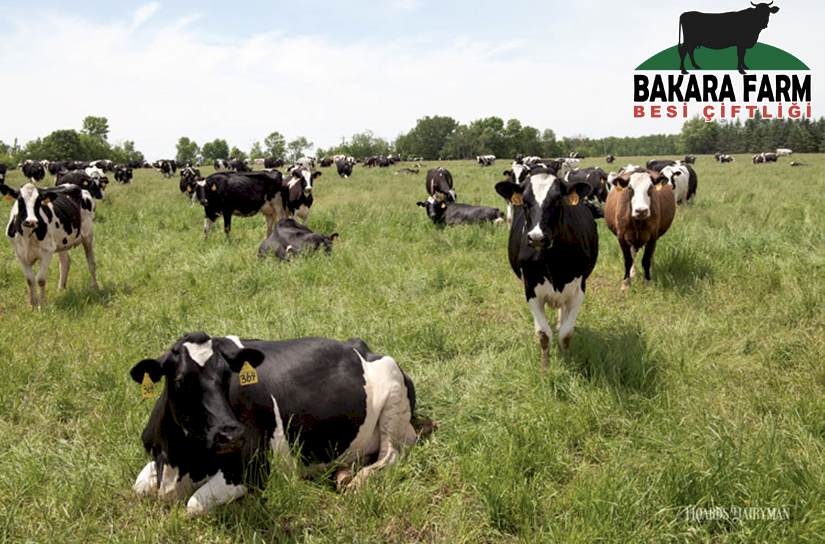 BURSA'DA  YAPILAN HAYVANCILIK HAKKINDA GENEL BİLGİLER