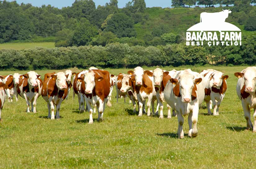 TÜRKİYE’DE BESİ DÖNEMLERİ