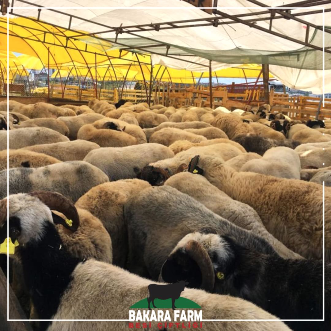 KURBANLIK FİYATLARI 2022