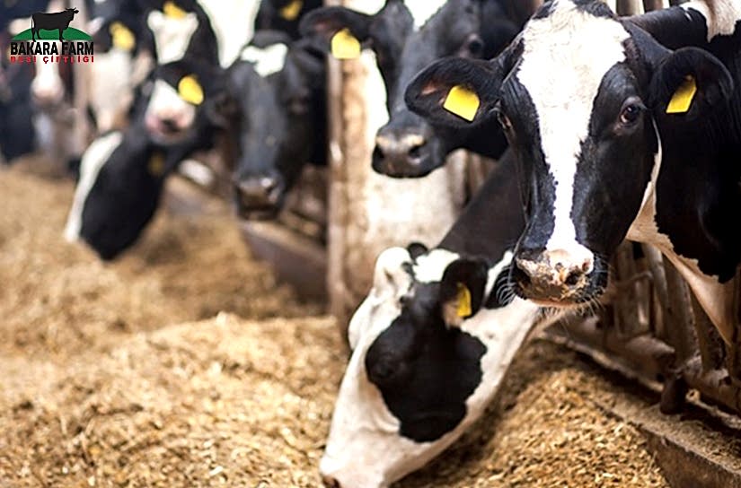 Hayvancılık Desteği Nedir?