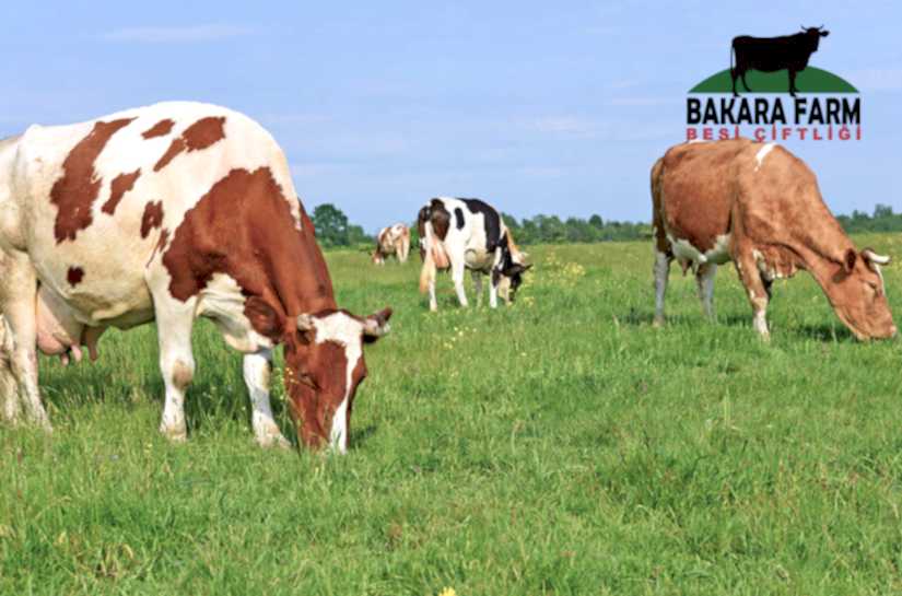 ÇİFTLİK HAYVANLARINDA MAYA KULLANMAK