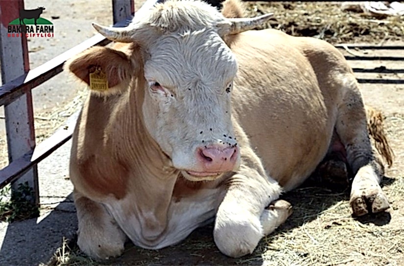 Büyükbaş Kurbanı Kaç Kişi Kesebilir