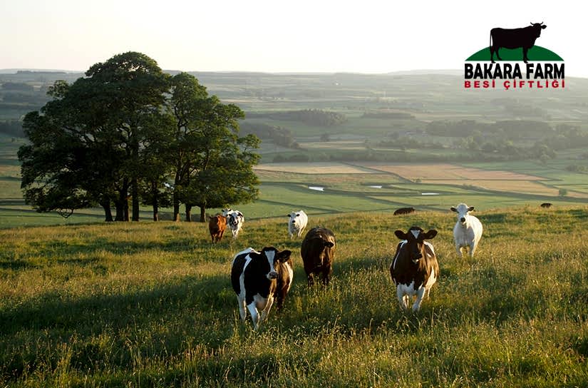 Marmara Bölgesi Büyükbaş Hayvan Yetiştiriciliği
