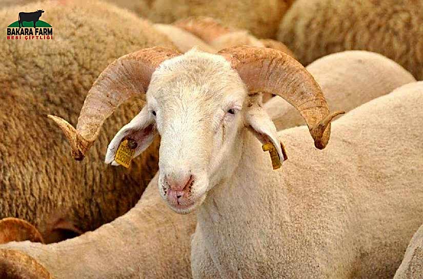 Kurban Nasıl Kesilir?