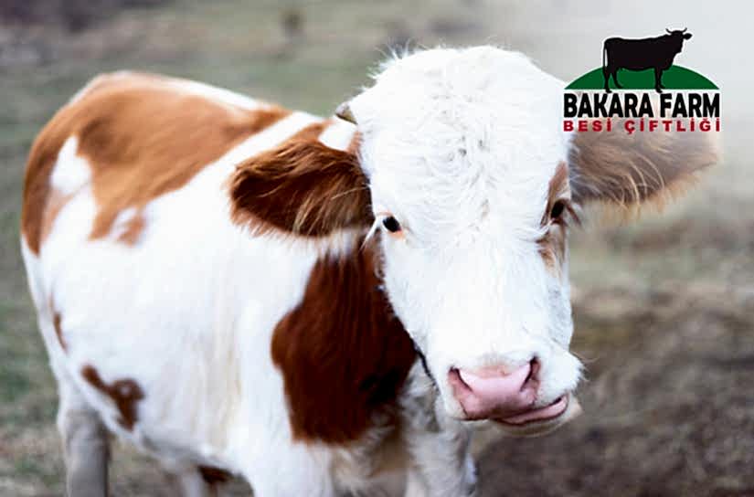 VEKALETLE KURBAN KESİMİ NASIL OLUR?