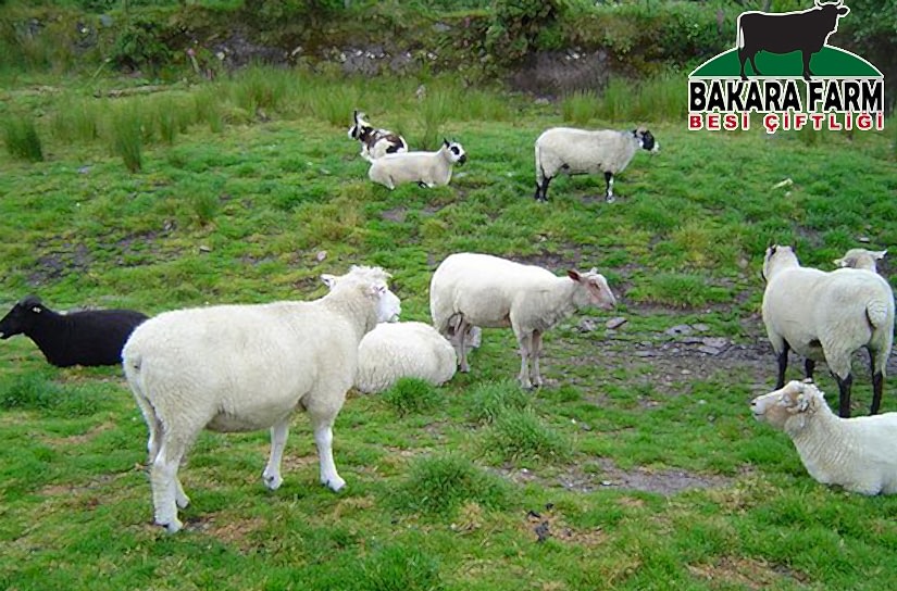 ORHANELİ BESİ ÇİFTLİĞİ