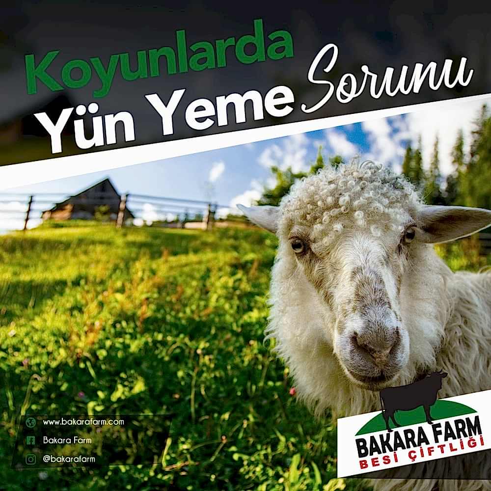 KOYUNLARDA YÜN YEME SORUNU