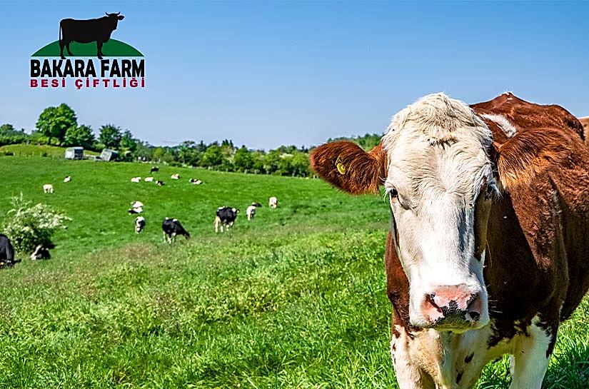 BESİCİLİK NEDİR? BESİCİLİĞİN ÖNEMİ NEDİR?