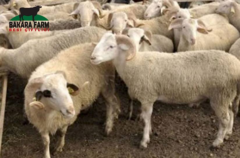 Kurbanlık Koyun Kaç Kilo Olmalı