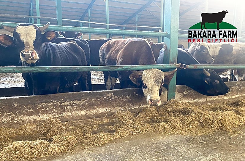 BURSA KURBANLIK ALINABİLECEK ÇİFTLİKLER