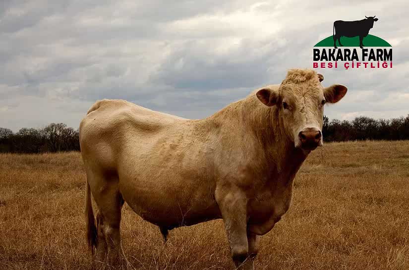 BOĞALARIN BESLENMESİ NASIL OLMALIDIR?