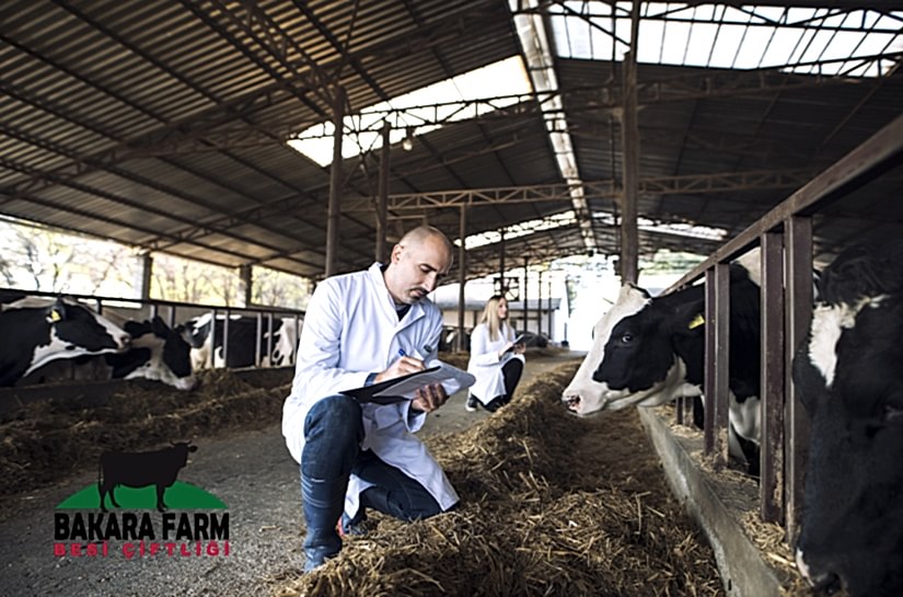 YEM ÜRETİMİ VE HAYVAN BESLEMENİN KURALLARI