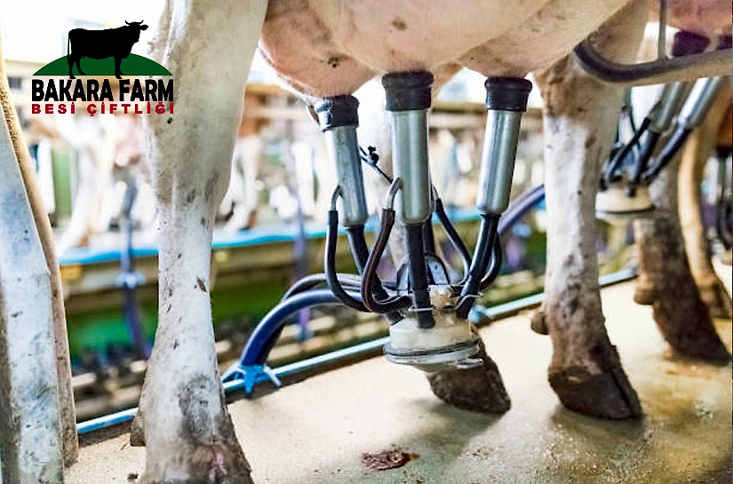 SÜT SAĞIM MAKİNELERİNİN BAKIMI NASIL OLMALIDIR?