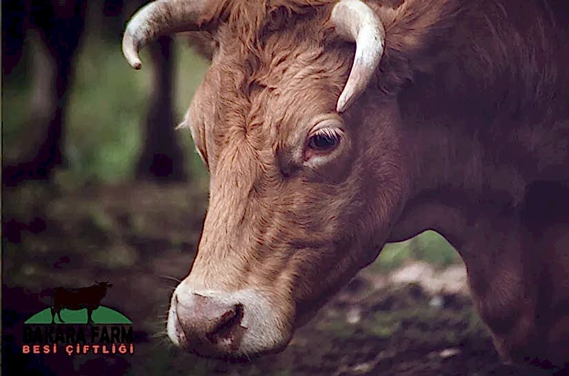 BÜYÜKBAŞLARDA PARAZİTLER NEDEN OLUR?