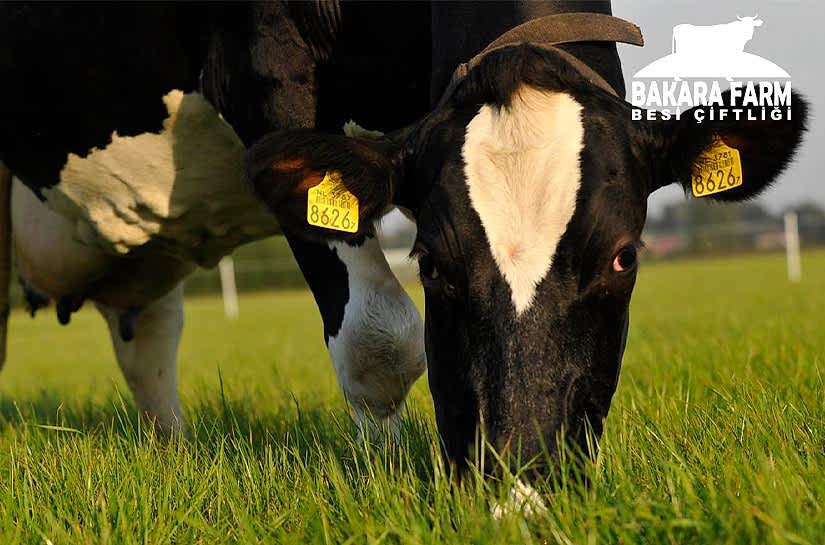 HAYVAN REFAHININ VERİM ÜZERİNDE ETKİSİ