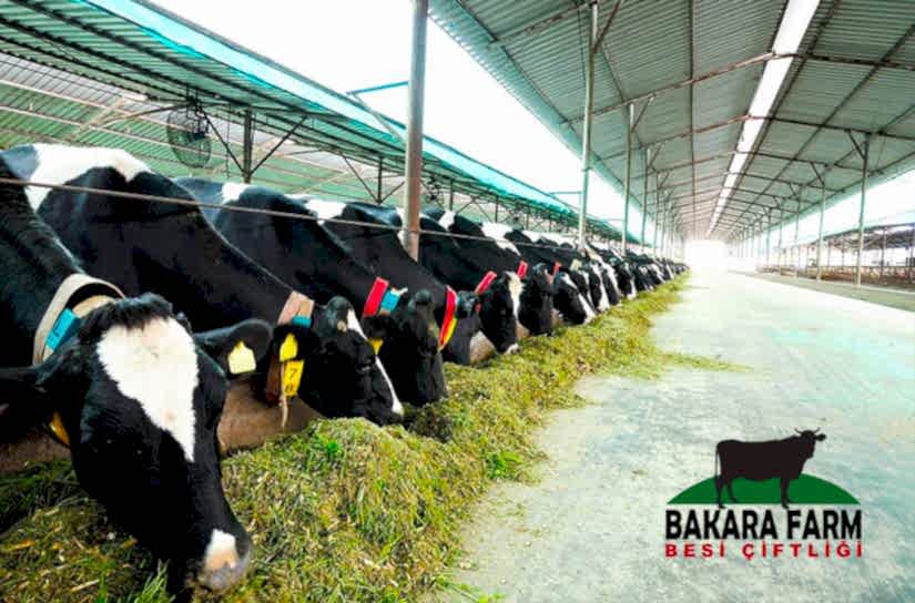 Besi Hayvancılığı Nasıl Yapılır?