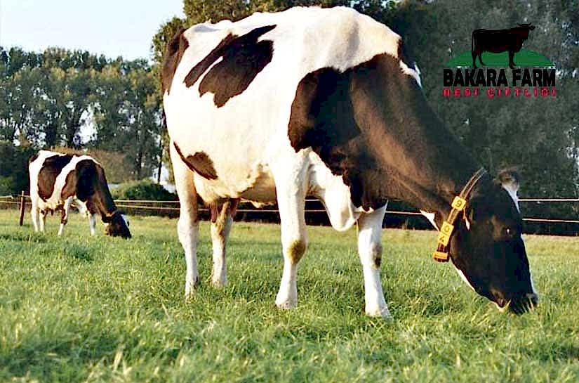 ORGANİK HAYVANCILIK NEDİR?