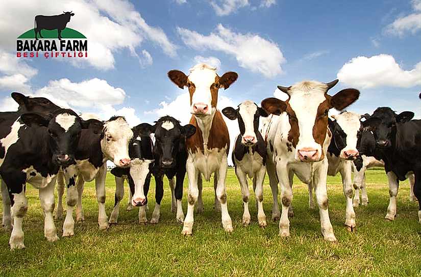 Bursa Kurbanlık Hisse Satışı