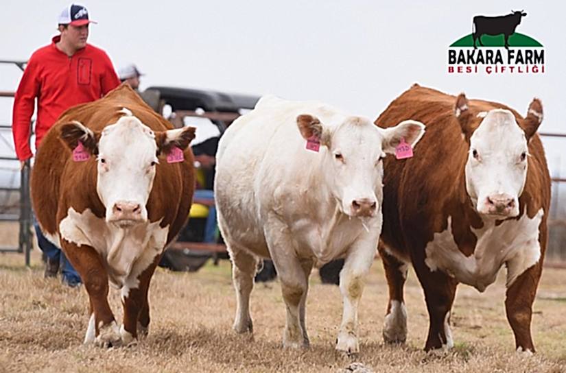 BURSA HAYVAN ÇİFTLİKLERİ