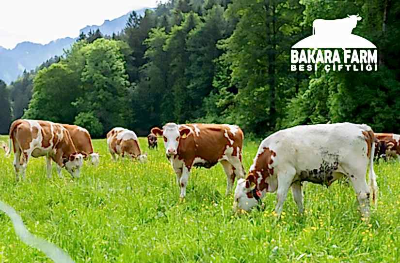 Kurbanlık Koyun Kaç yaşında Olmalı?