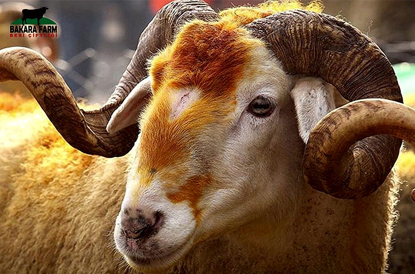 Kurban Seçimi Hakkında 