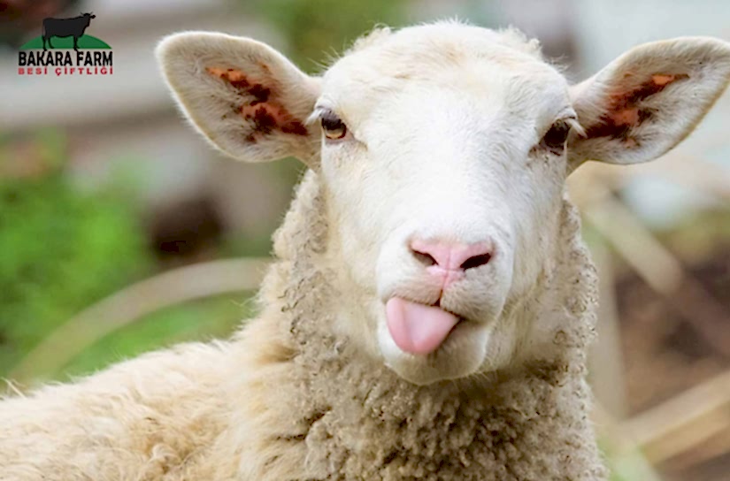 2019 Kurban Fiyatları