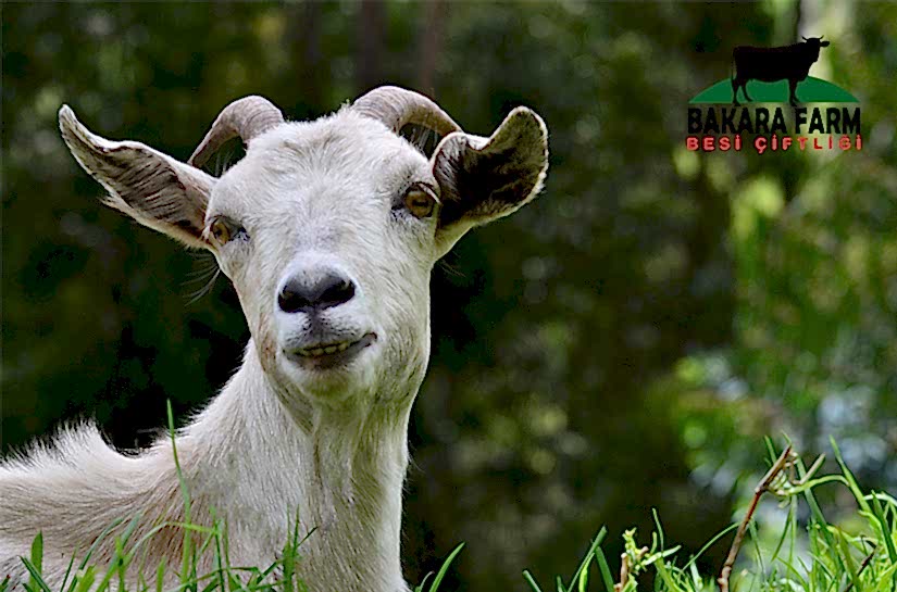 KEÇİLERİN BESLENMESİ