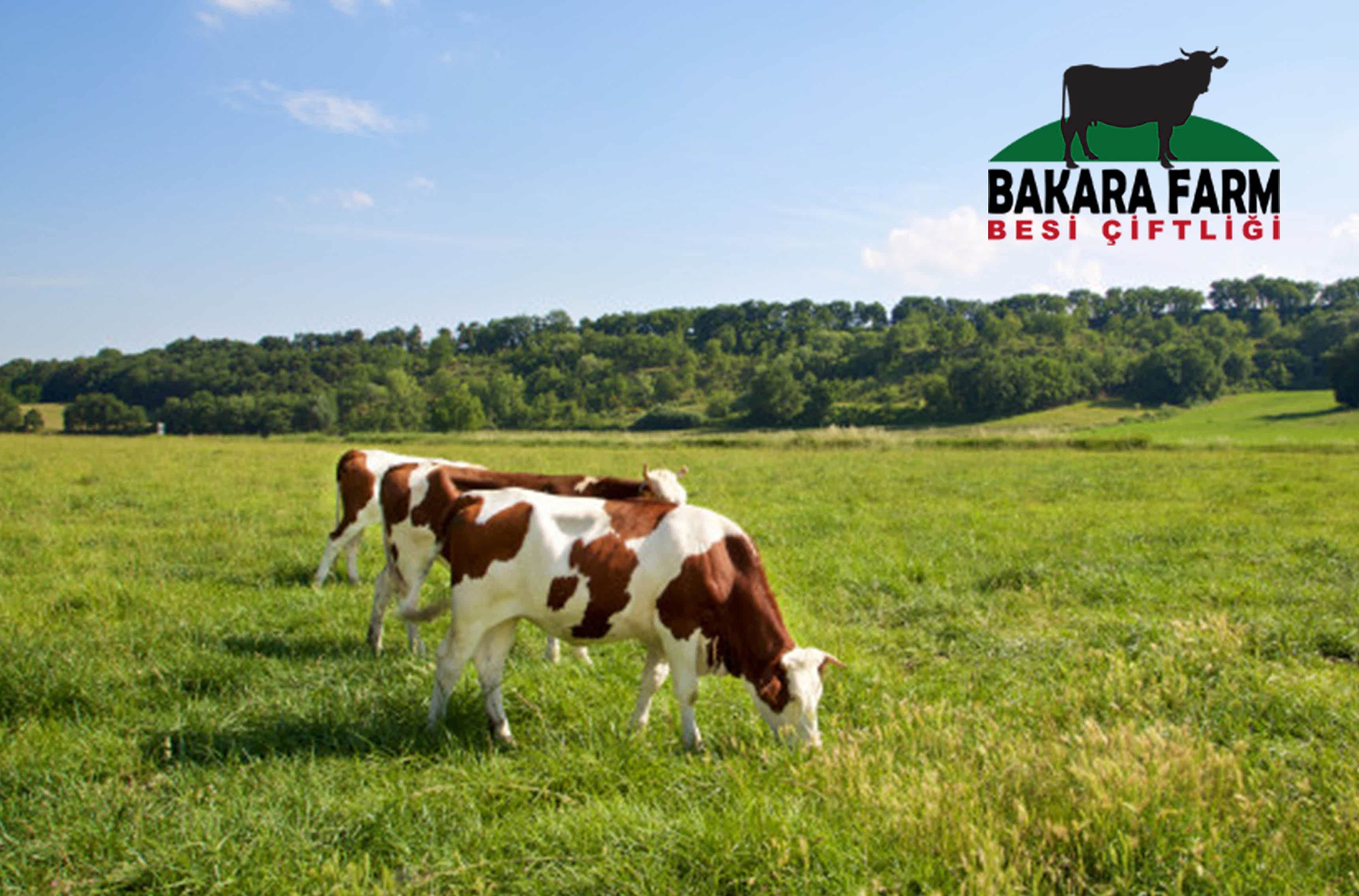 BURSA HAYVANCILIK DESTEKLERİ