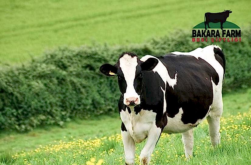 SÜTÇÜ İNEKLERİN AŞILAMA PROGRAMLARI NASIL OLMALIDIR?