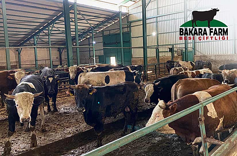 BURSA KURBAN SATIŞ VE KESİM YERLERİ