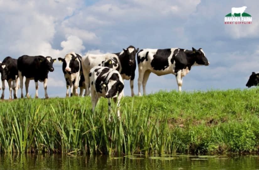 BÜYÜKBAŞ HAYVANCILIK NEDİR?