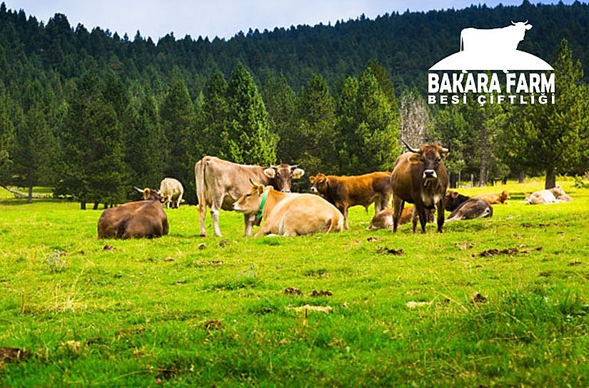 BURSA KURBANLIK HİSSE SATIŞINASIL YAPILIR?
