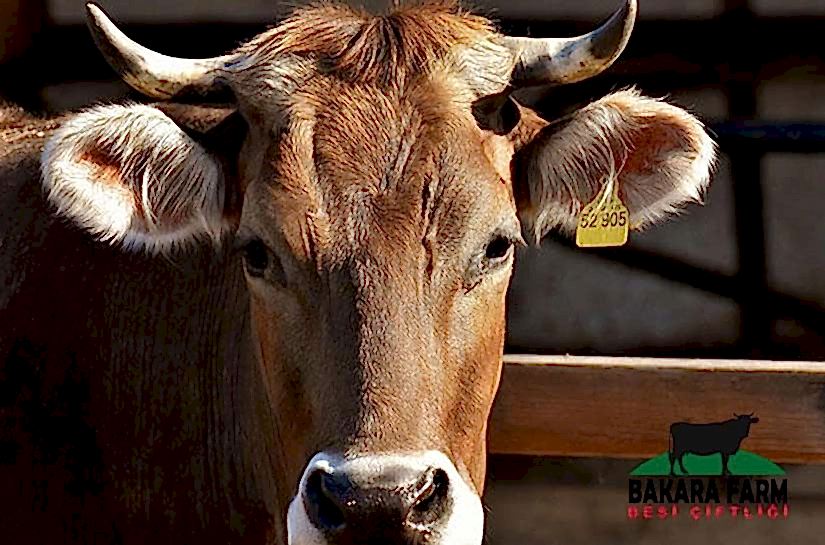 SÜT HAYVANLARINDA OLUŞAN MASTİTİS BELİRTİLERİ