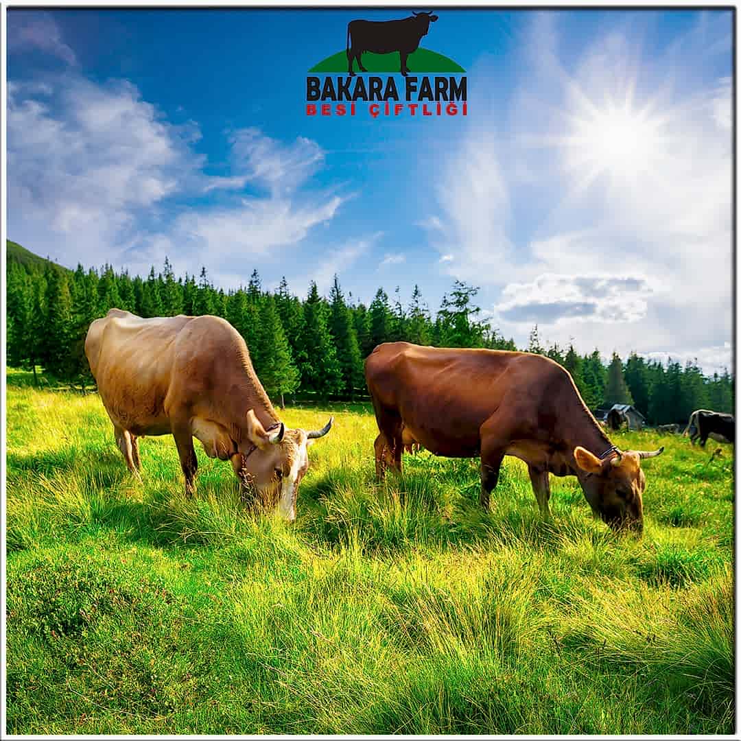 HAYVANLARDA MEVSİM GEÇİŞİ VE MASTİTİS