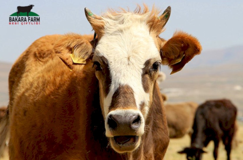 Büyükbaş Kurban Fiyatları