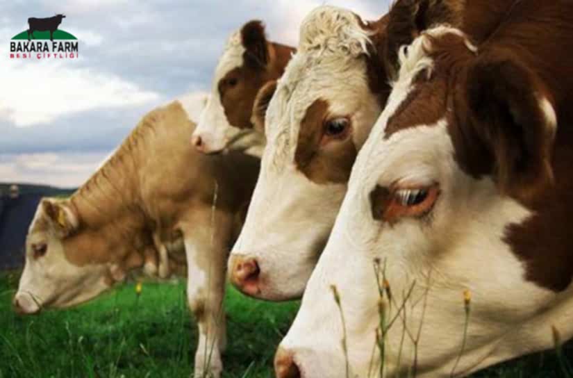 Kurbanlık Seçerken Bilinmesi Gerekenler