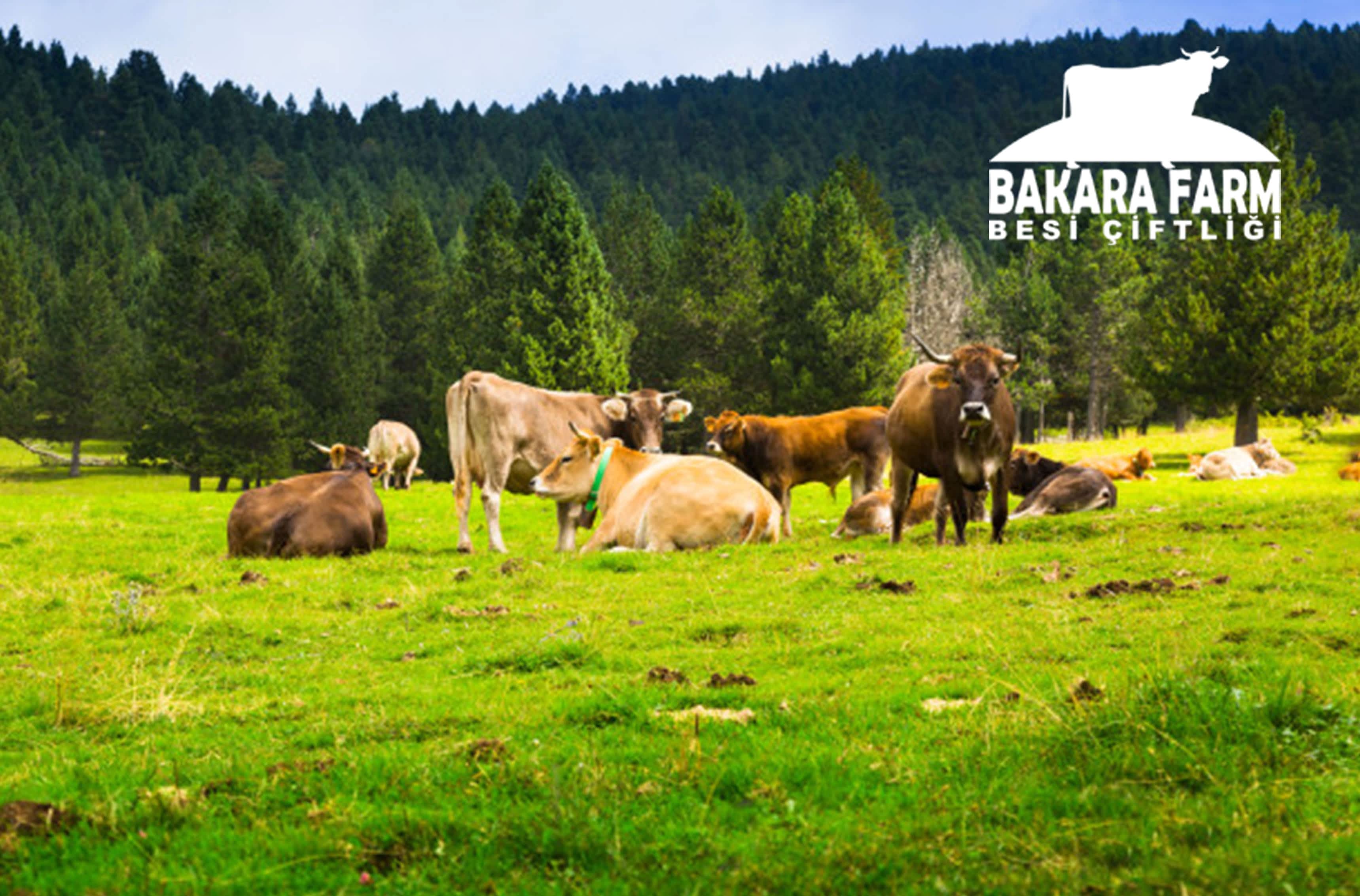 BURSA’DA HAYVANCILIK NASIL YAPILMAKTADIR?