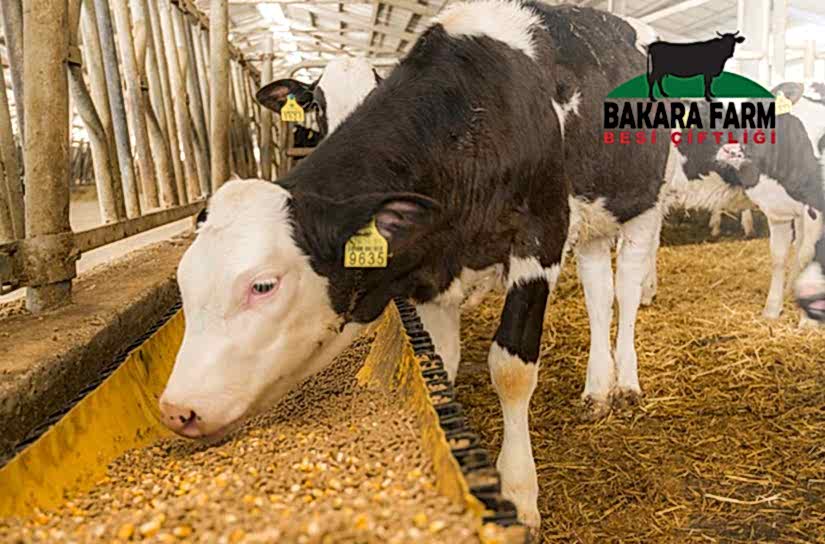 SÜT SIĞIRCILIĞINDA YEMLEME YÖNTEMİ