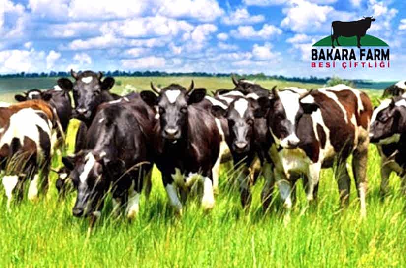 HAYVAN YETİŞTİRİCİLİĞİ SORUNLARI