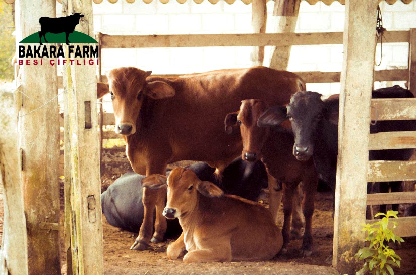 BESİ HAYVANLARININ AHIR ZEMİNLERİ NASIL OLMALIDIR?