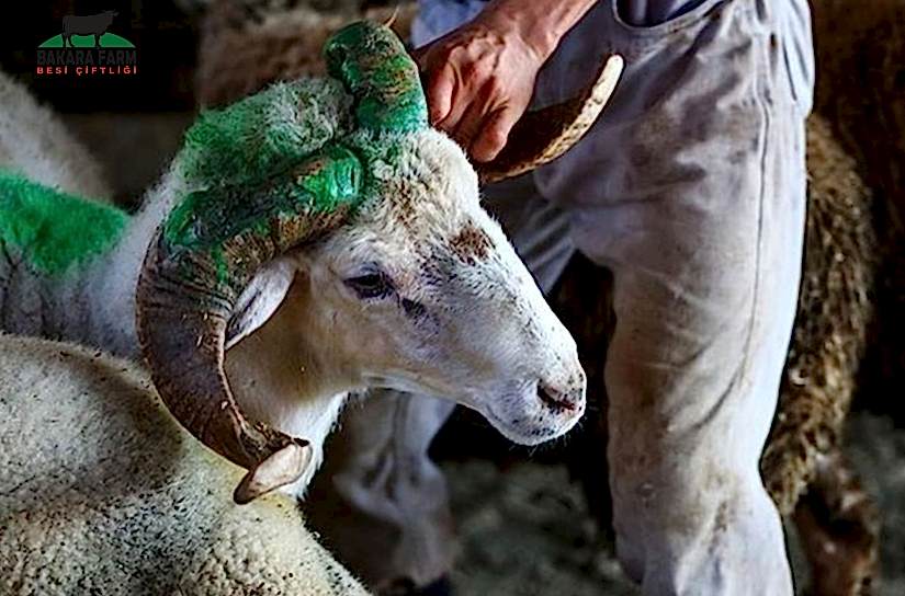 Kurbanın Neden Gözü Bağlanır?