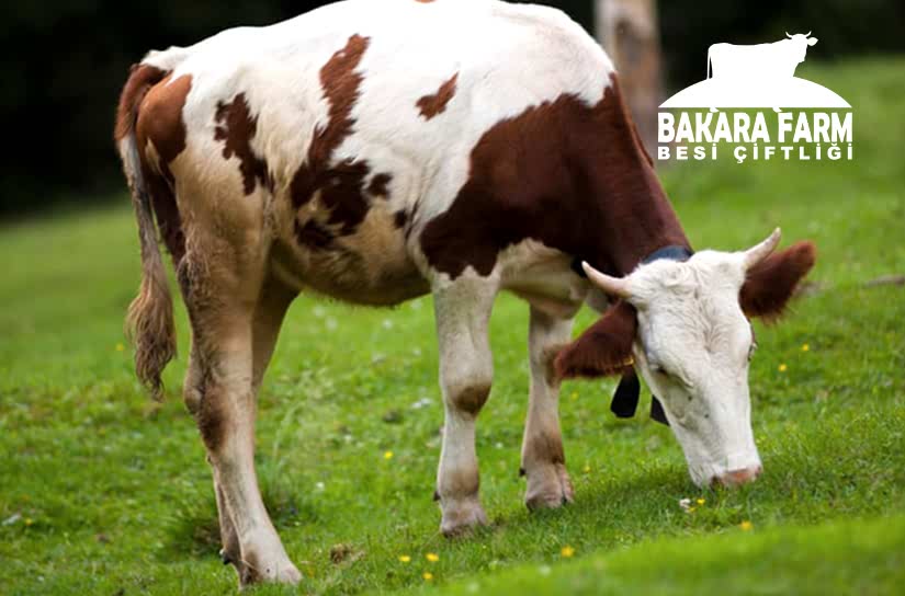 BORÇ PARA İLE KURBAN KESİLİR Mİ?